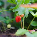 Entretien du potager Brive